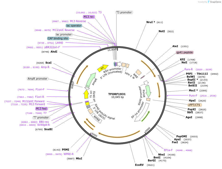 141890-plasmid-map-sequence-id-415064