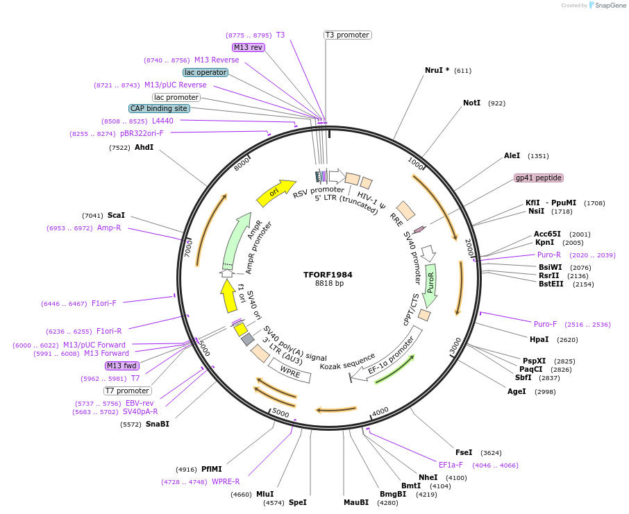 141894-plasmid-map-sequence-id-415065