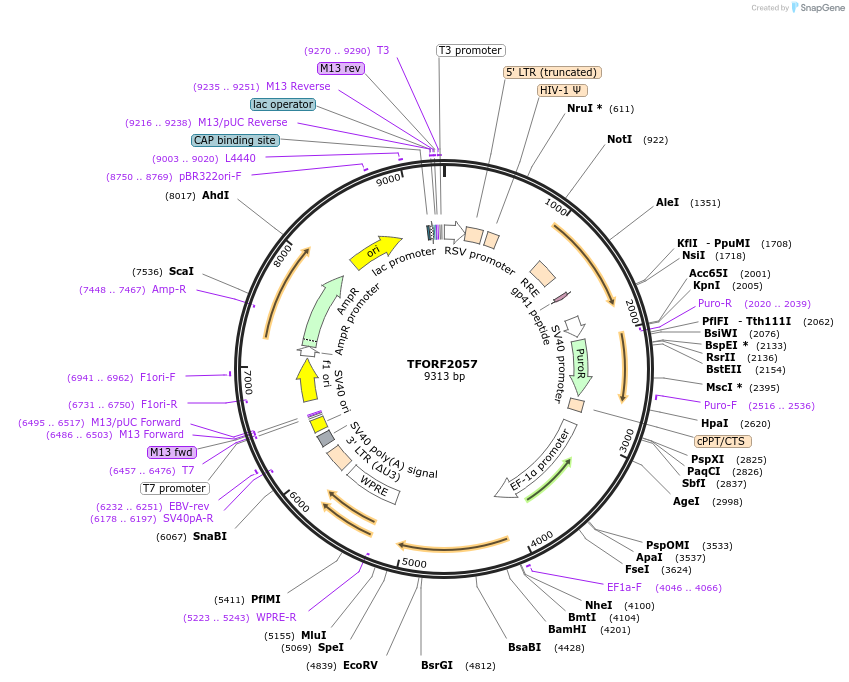 141897-plasmid-map-sequence-id-415067
