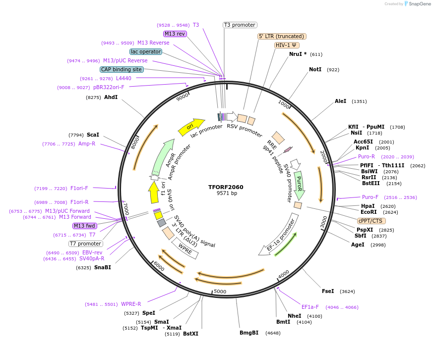 141899-plasmid-map-sequence-id-415068