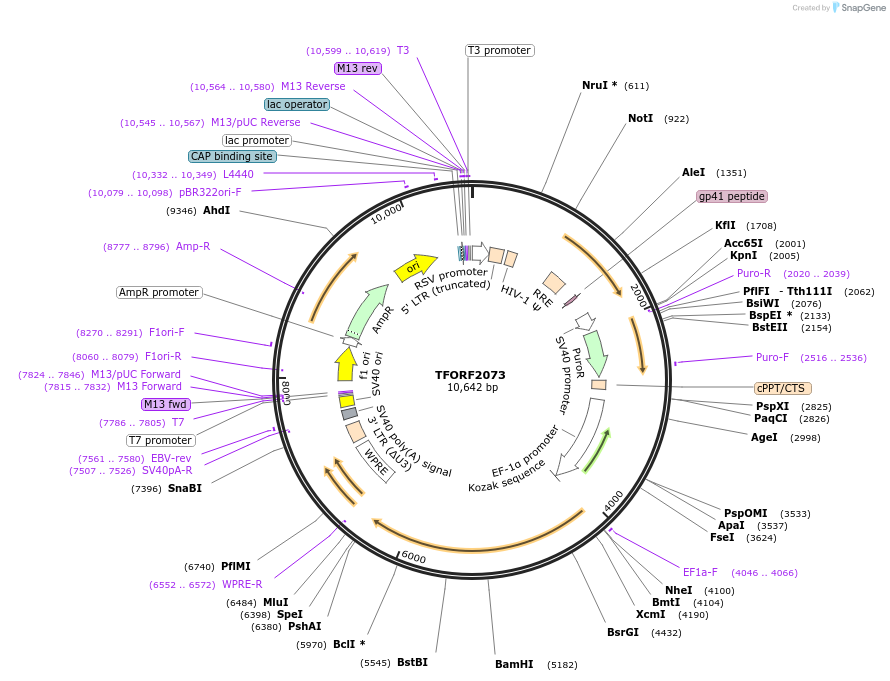 141906-plasmid-map-sequence-id-415071
