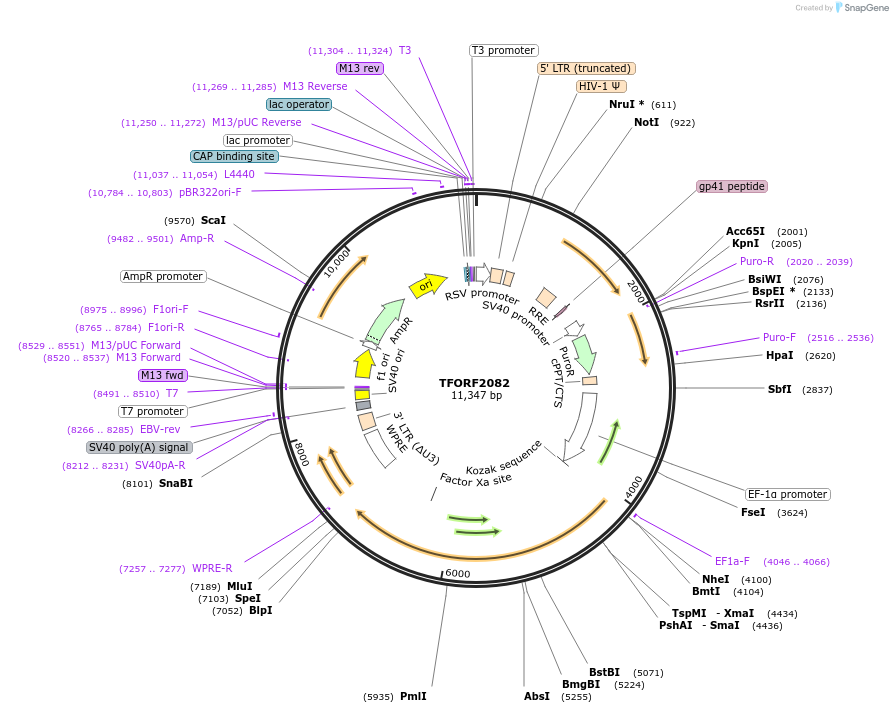 141913-plasmid-map-sequence-id-415074