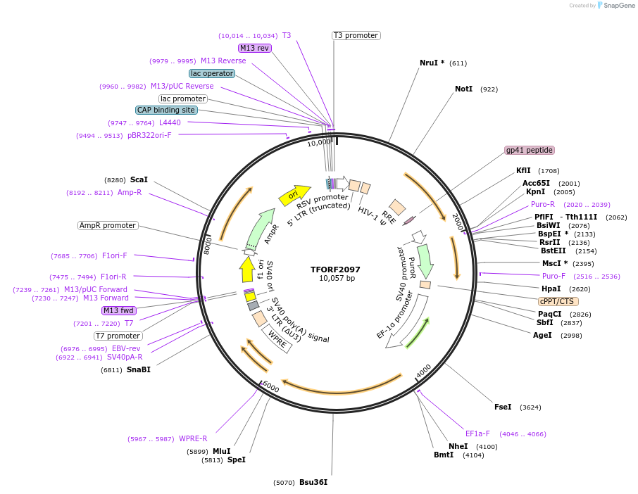 141920-plasmid-map-sequence-id-415077