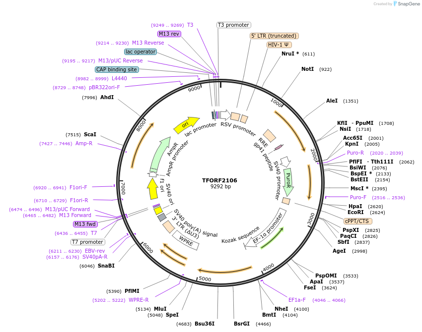 141925-plasmid-map-sequence-id-415080