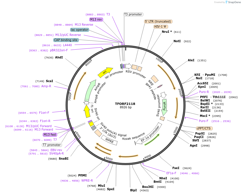 141929-plasmid-map-sequence-id-415083