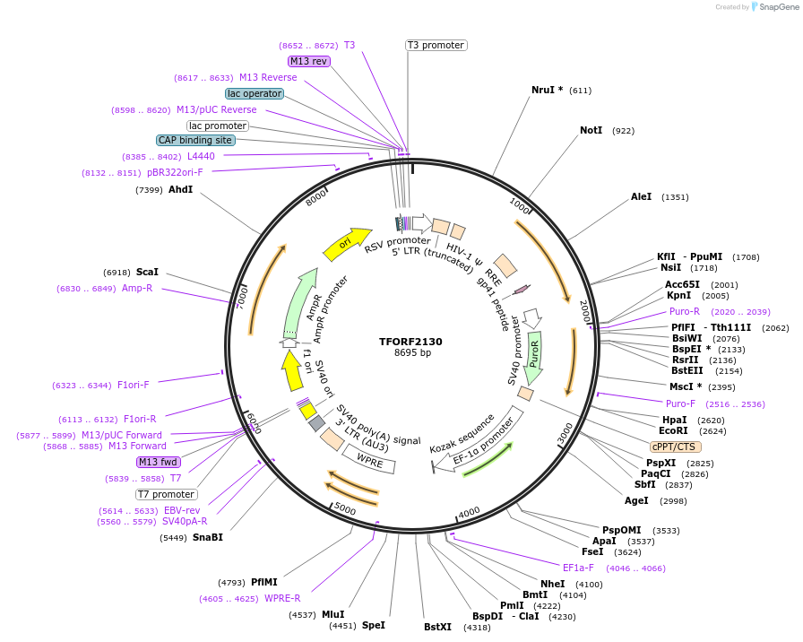 141933-plasmid-map-sequence-id-415085