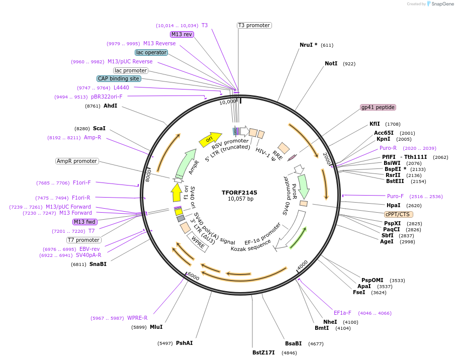 141941-plasmid-map-sequence-id-415090