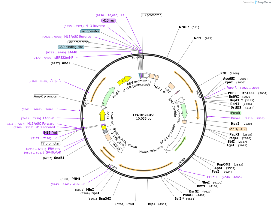 141943-plasmid-map-sequence-id-415091