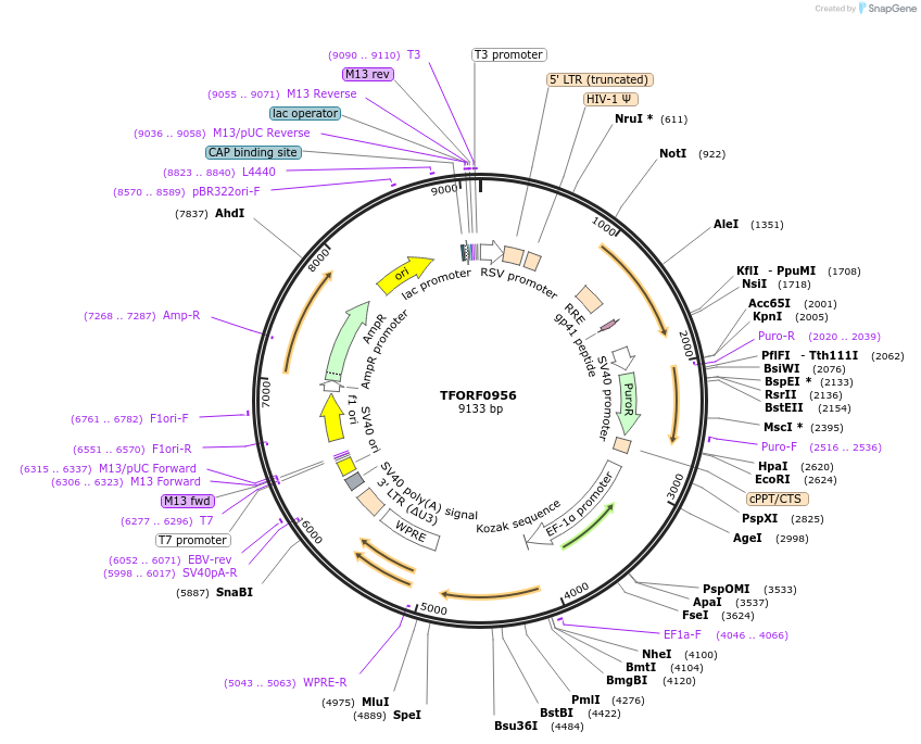 141765-plasmid-map-sequence-id-415099