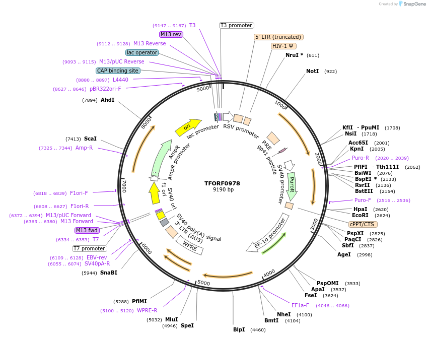 141775-plasmid-map-sequence-id-415102
