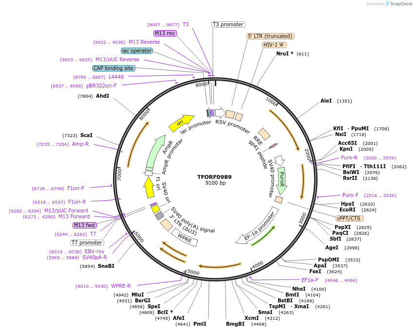 141780-plasmid-map-sequence-id-415104