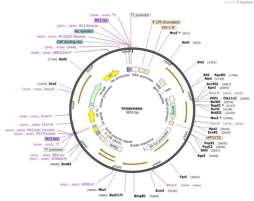 141781-plasmid-map-sequence-id-415105
