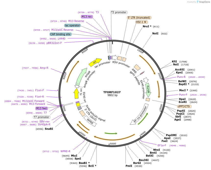 141784-plasmid-map-sequence-id-415108