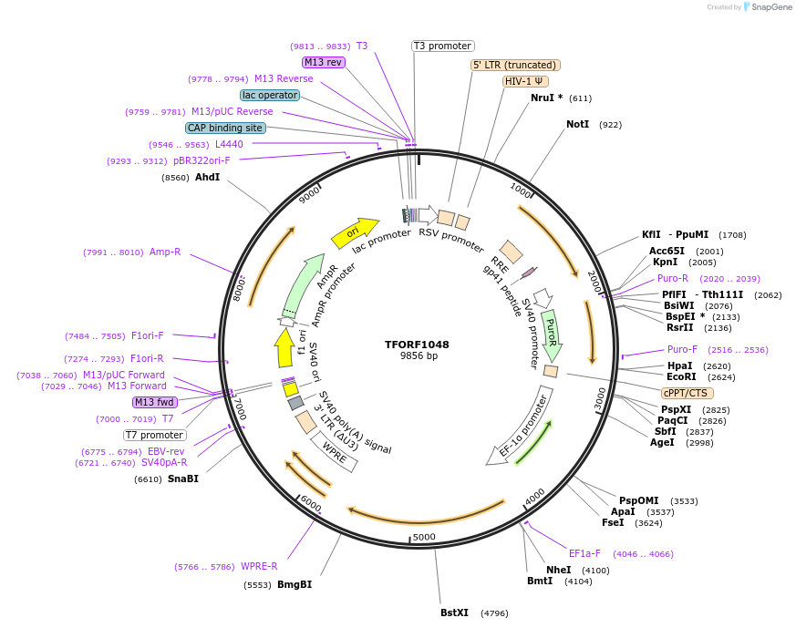 141788-plasmid-map-sequence-id-415109