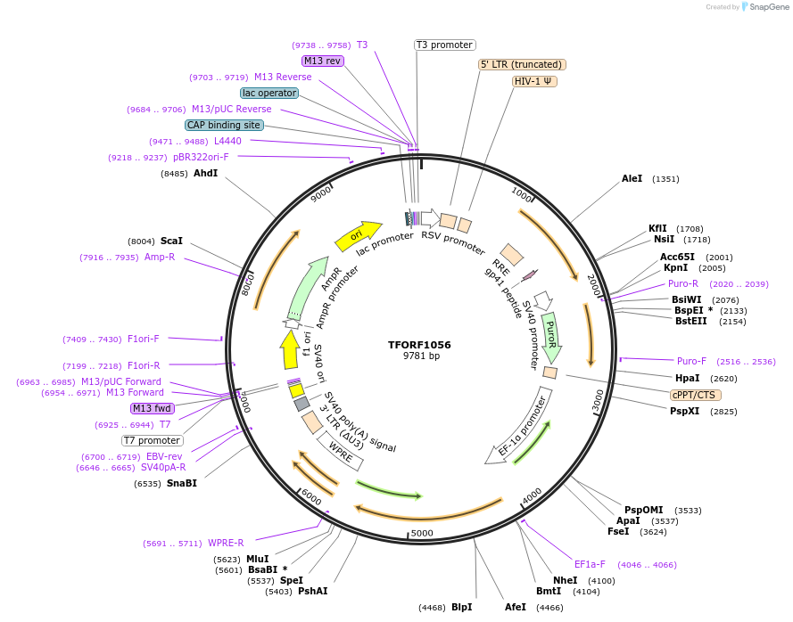 141789-plasmid-map-sequence-id-415110