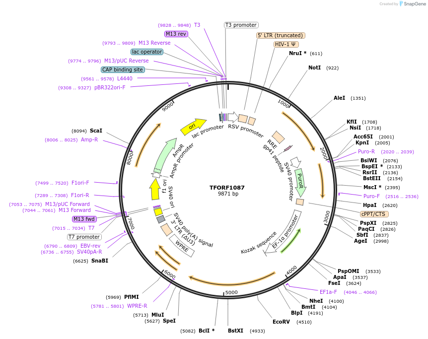 141792-plasmid-map-sequence-id-415111