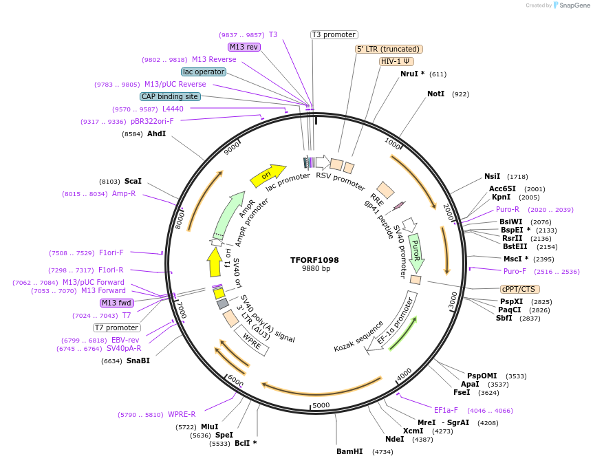 141793-plasmid-map-sequence-id-415112