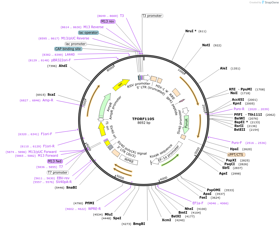 141794-plasmid-map-sequence-id-415113