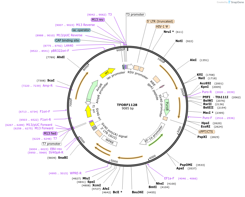 141798-plasmid-map-sequence-id-415116