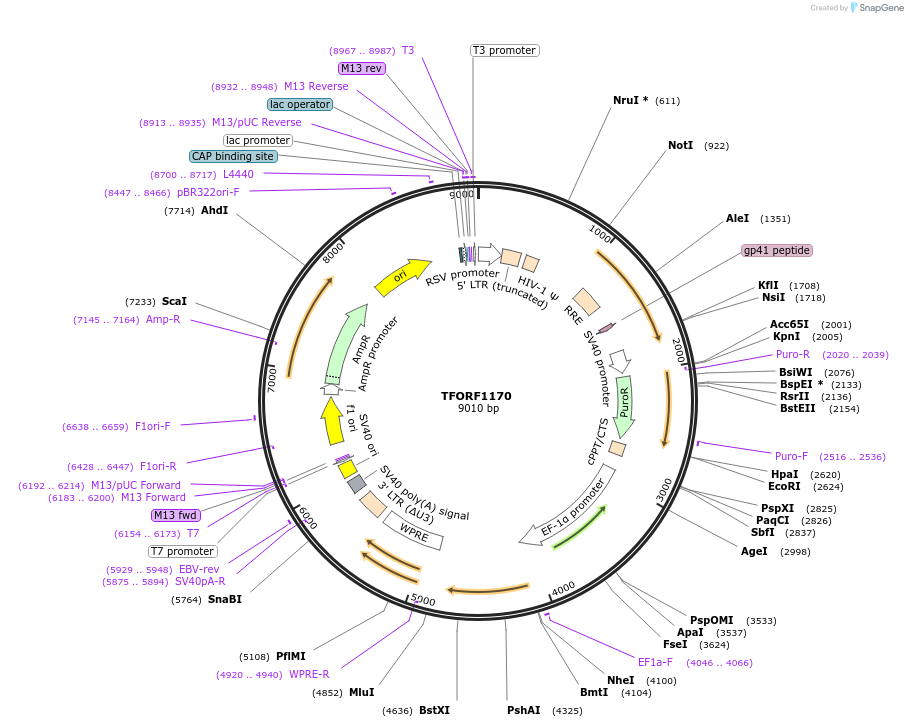 141801-plasmid-map-sequence-id-415119