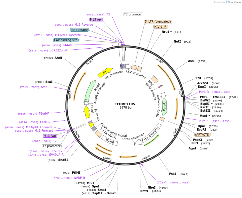 141802-plasmid-map-sequence-id-415120