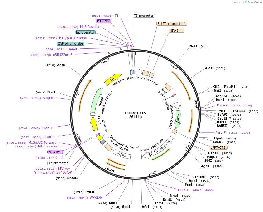 141803-plasmid-map-sequence-id-415121