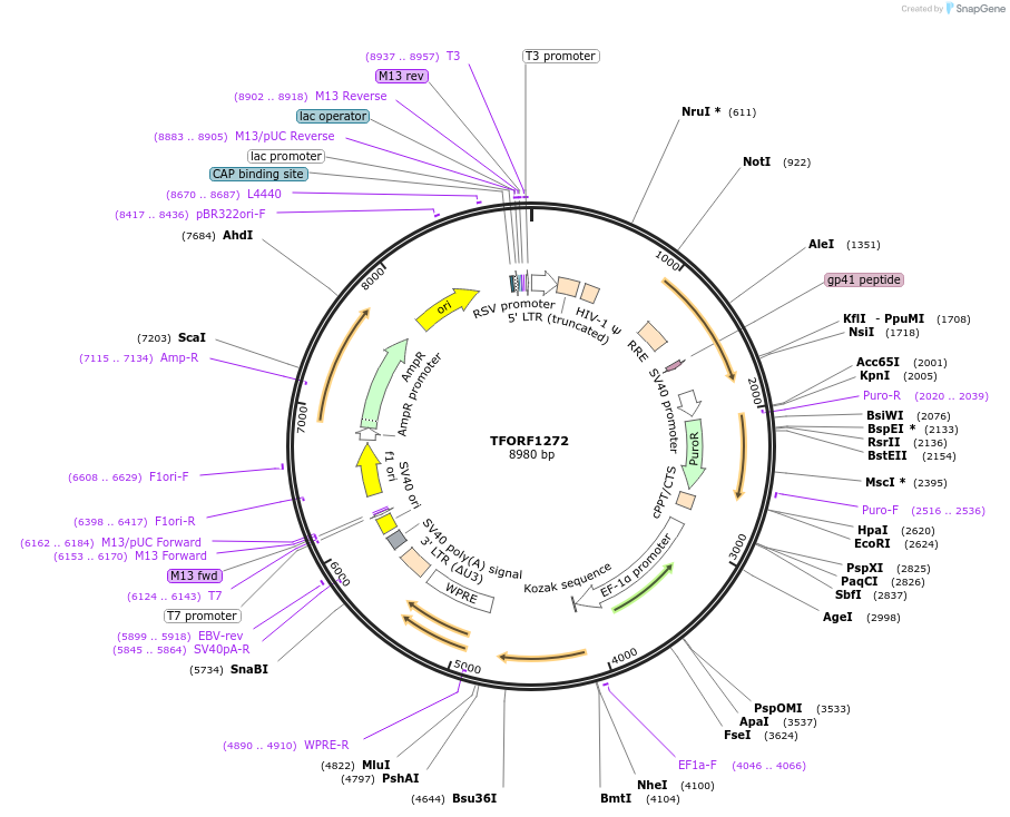 141806-plasmid-map-sequence-id-415122