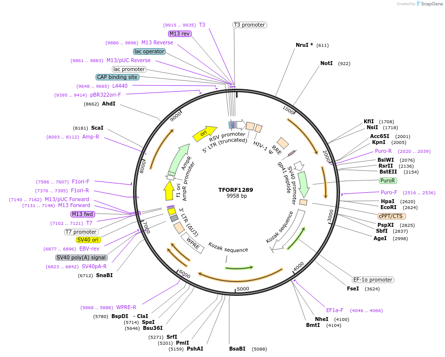 141807-plasmid-map-sequence-id-415123