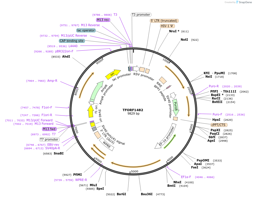 141828-plasmid-map-sequence-id-415124