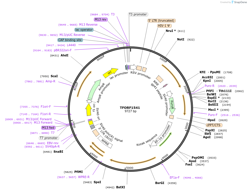 141834-plasmid-map-sequence-id-415129