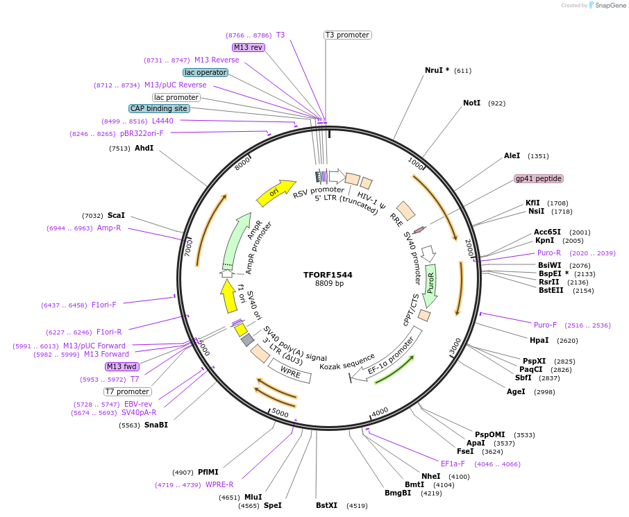 141835-plasmid-map-sequence-id-415130