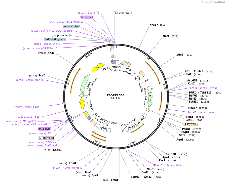 141839-plasmid-map-sequence-id-415133