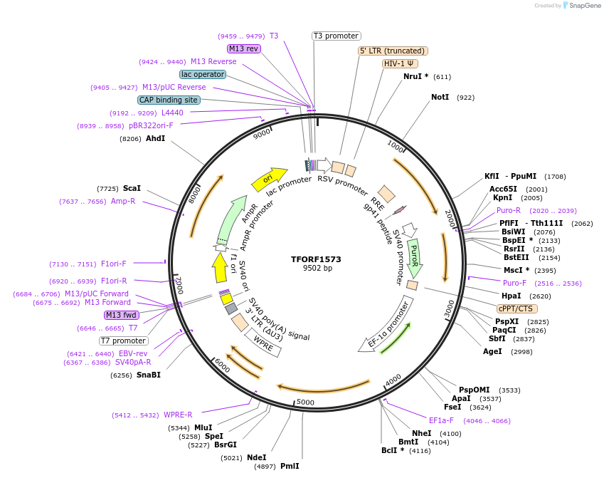 141842-plasmid-map-sequence-id-415134