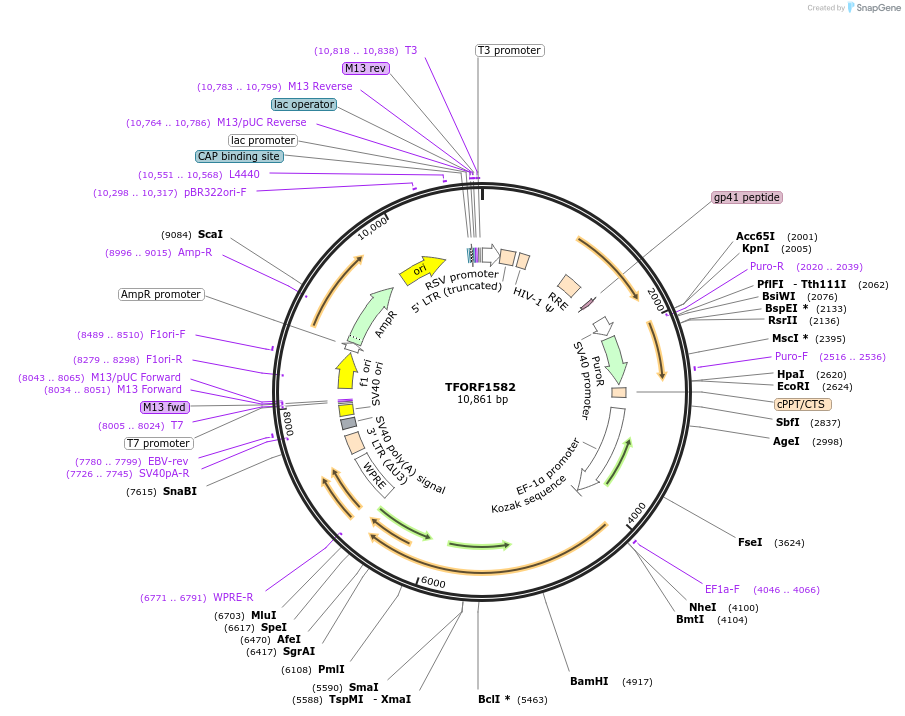 141843-plasmid-map-sequence-id-415135