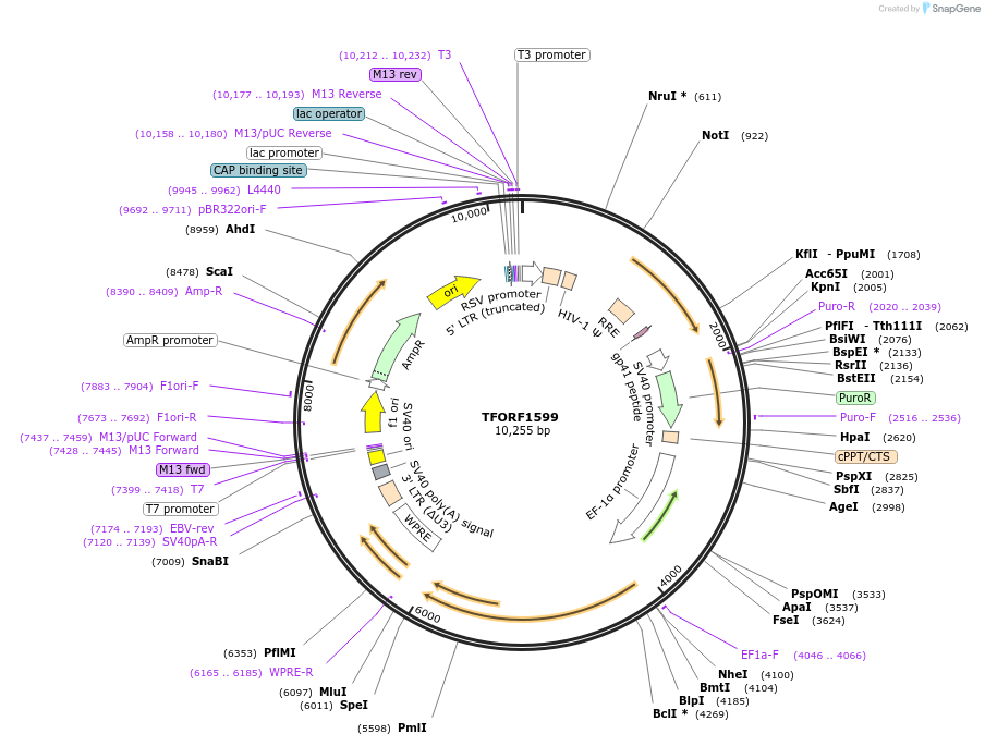 141845-plasmid-map-sequence-id-415137