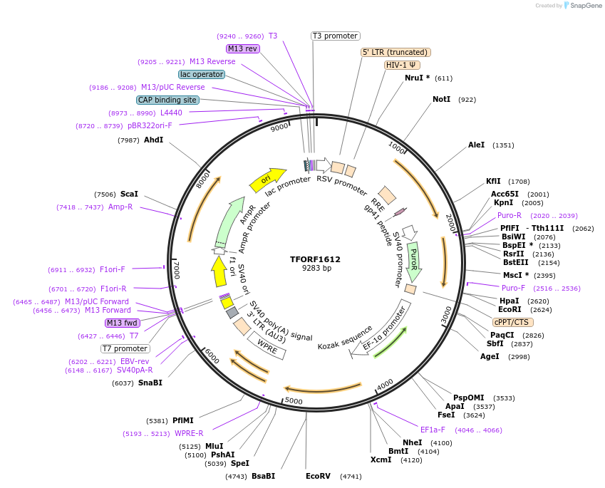141849-plasmid-map-sequence-id-415140