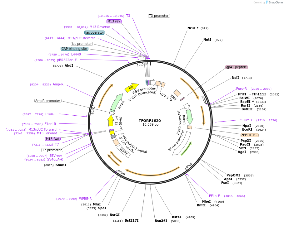 141850-plasmid-map-sequence-id-415141
