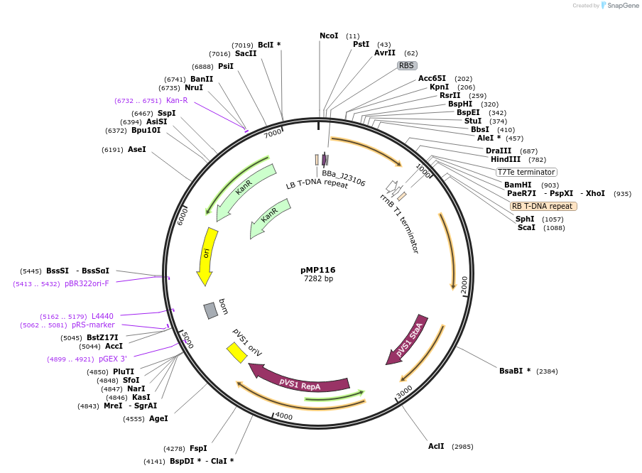 207918-plasmid-map-sequence-id-415144