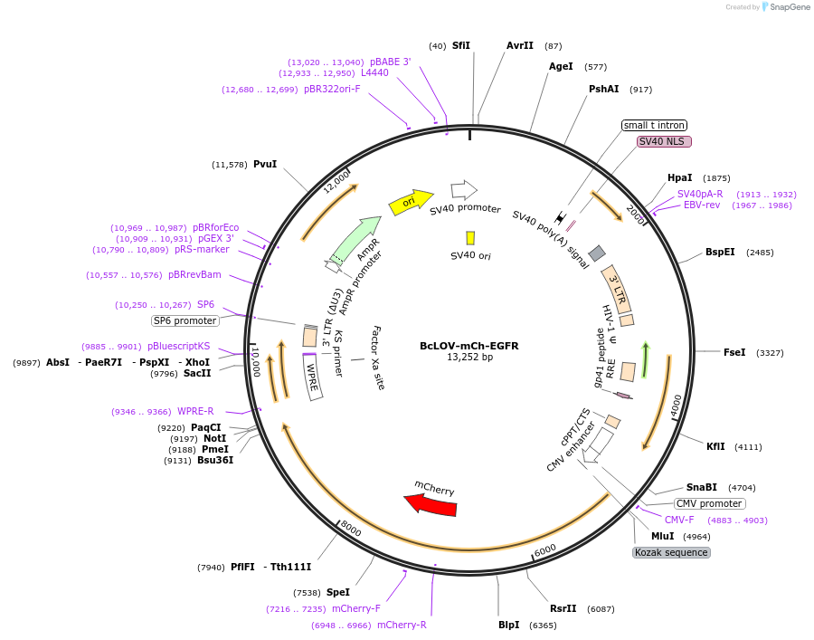 208274-plasmid-map-sequence-id-415152