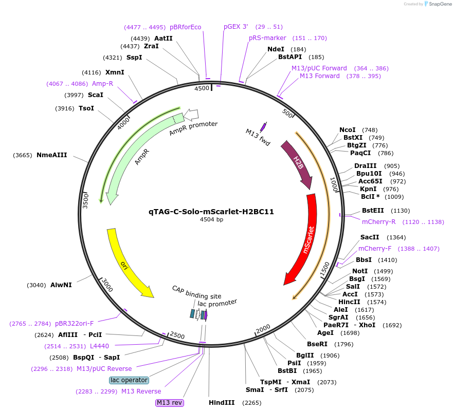 207756-plasmid-map-sequence-id-415157