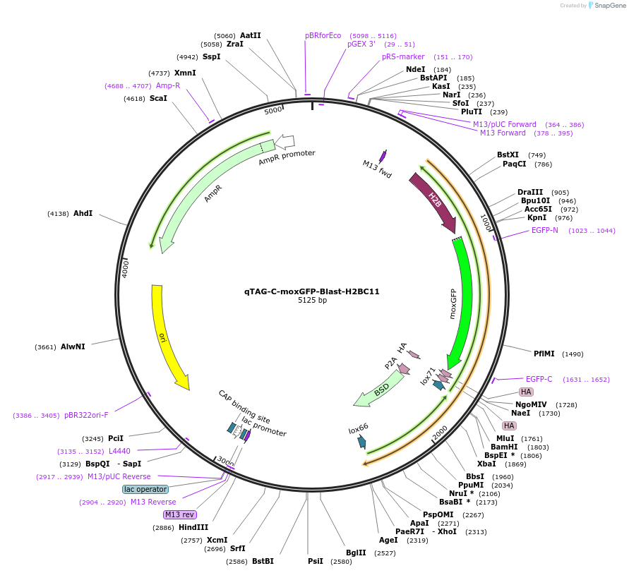 207757-plasmid-map-sequence-id-415158