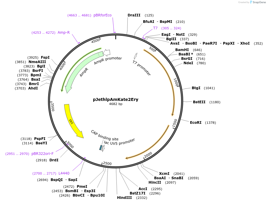 206811-plasmid-map-sequence-id-415171