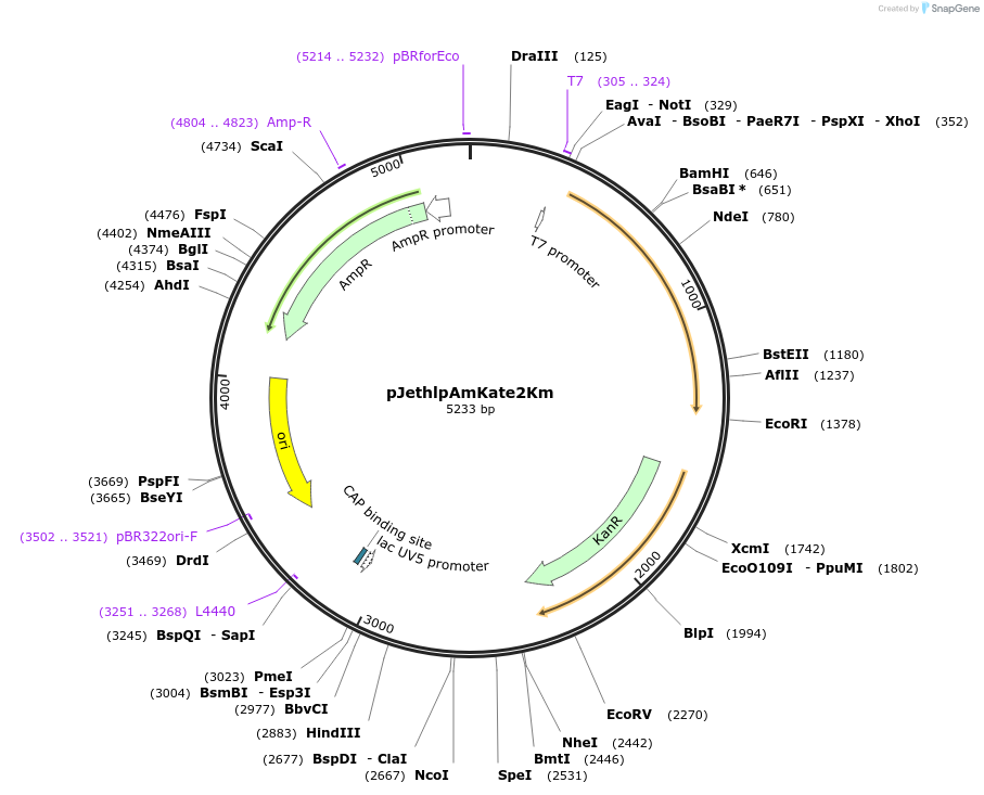 206812-plasmid-map-sequence-id-415182