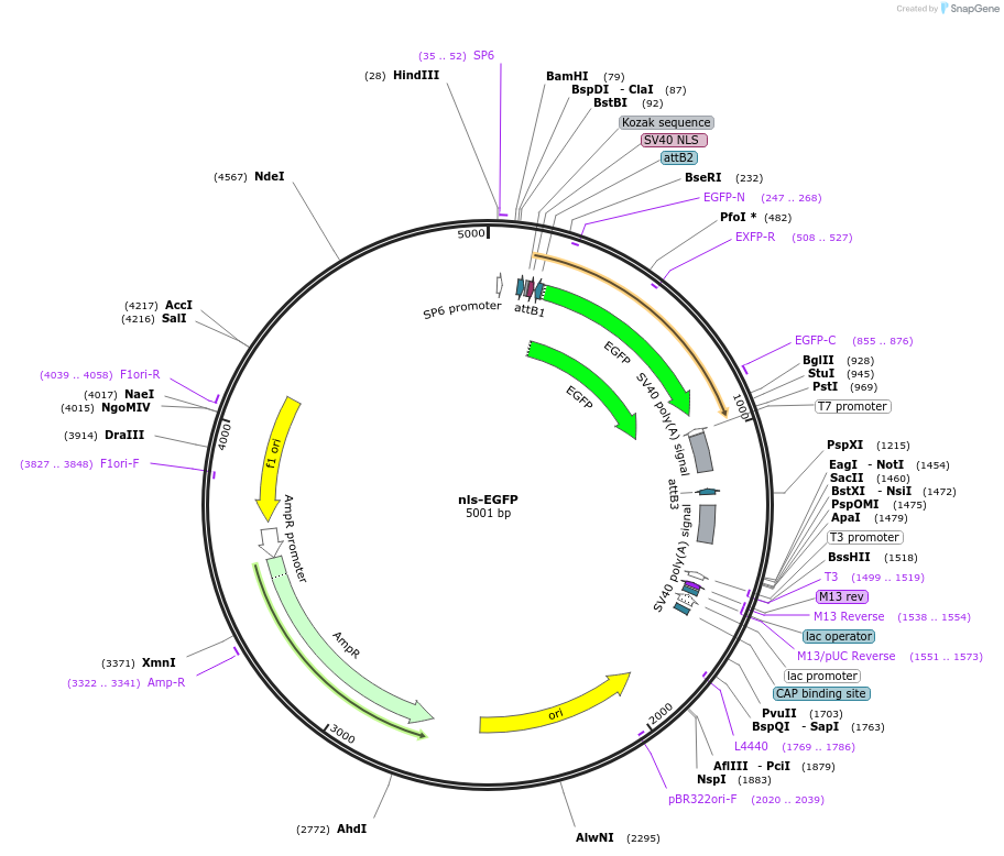 67652-plasmid-map-sequence-id-415188