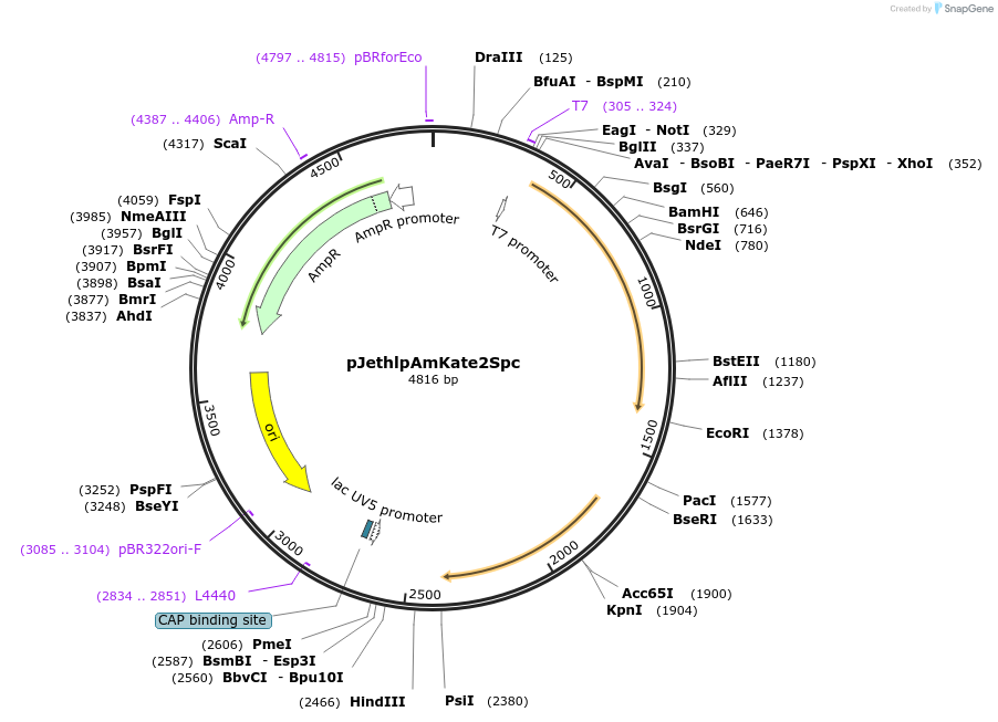 206813-plasmid-map-sequence-id-415189