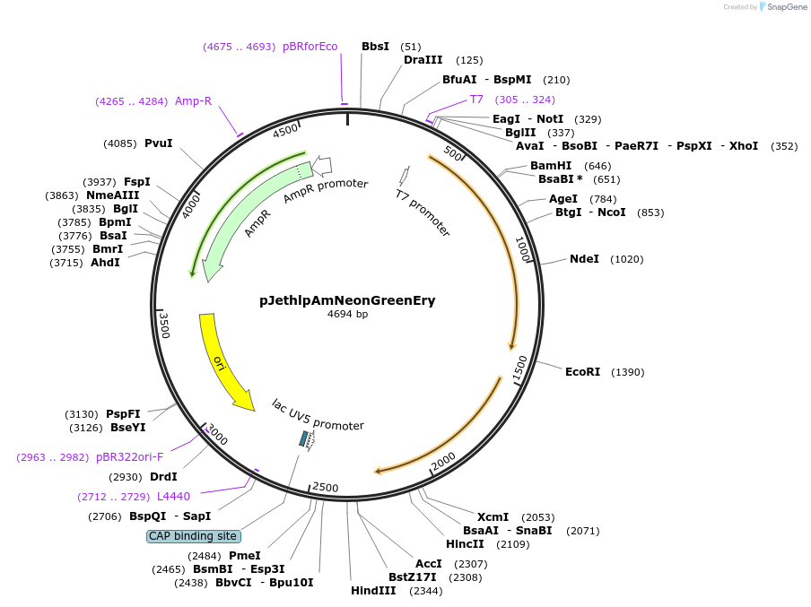 206815-plasmid-map-sequence-id-415195