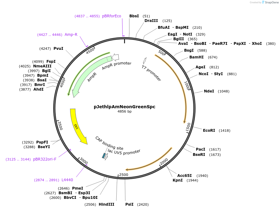 206817-plasmid-map-sequence-id-415197