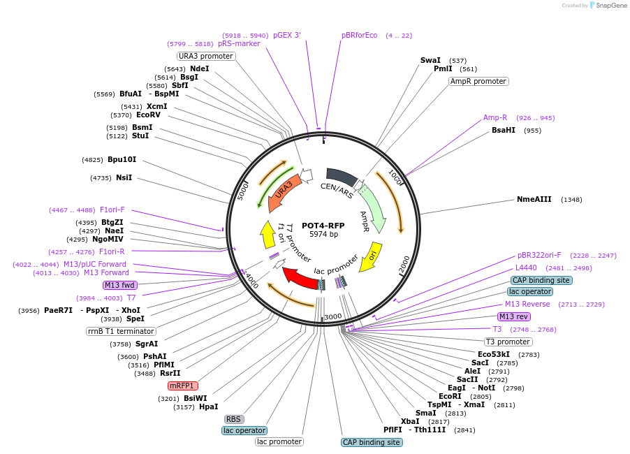 65320-plasmid-map-sequence-id-415204