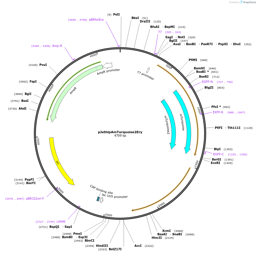 206823-plasmid-map-sequence-id-415309