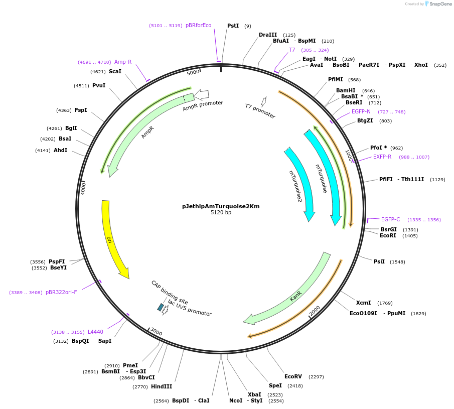 206824-plasmid-map-sequence-id-415311
